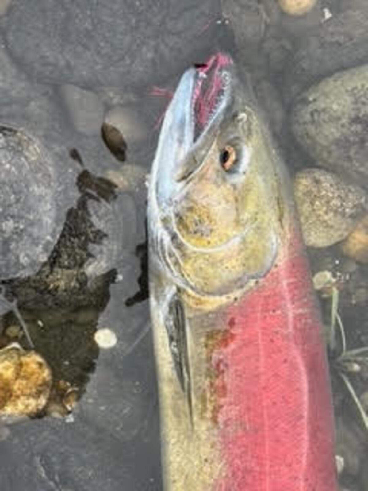 The flanks of late-season coho salmon turn red as they approach spawning time.